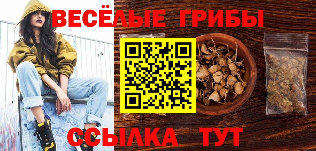 Псилоцибиновые грибы Psilocybine cubensis Северск